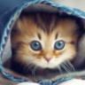 котик5dcbc0e28d7530.28372365.jpg